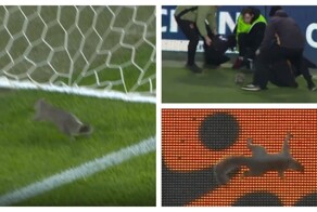 ️ Белка посетила футбольный матч