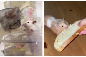 Будни  хомяков