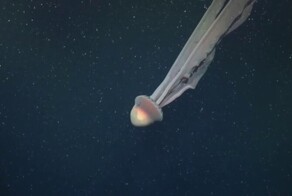 Ученые сняли на видео гигантскую призрачную медузу