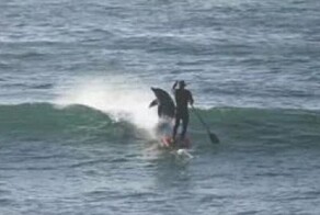 Во Флориде дельфин столкнул мужчину с сапа за то, что он оказался на его пути