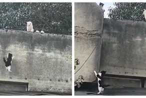 Кошачья семейная драма