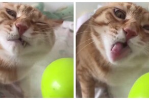 Кот и настольный вентилятор