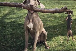 18 случаев, когда животные превзошли людей в командной работе