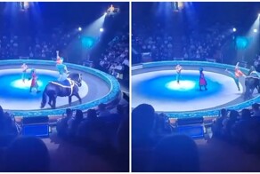 Акробат сломал ногу при падении с лошади в цирке