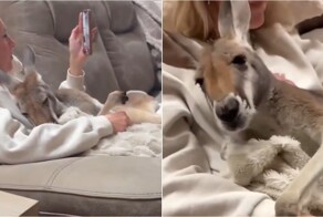 В Австралии кенгуру не одобрил ласки к своей «подруге»