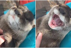 Сотрудница зоопарка будит выдру