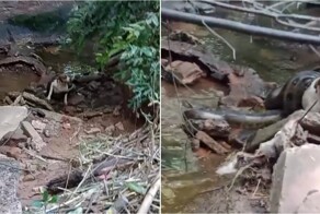 Анаконда чуть не задушила собаку