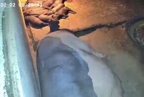 Свинья спасла поросёнка