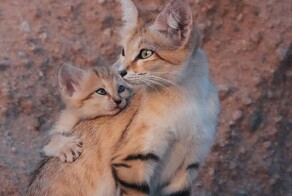 25 эмоциональных сердечных кадров, от которых теплеет на душе