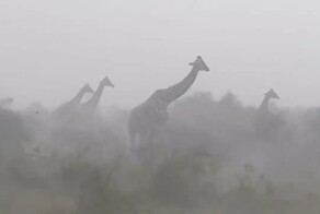 Грустный факт о жирафах