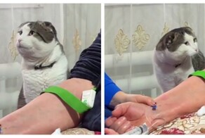 Кот переживает за здоровье хозяйки