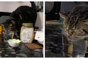 Коту не показали, как правильно пить воду