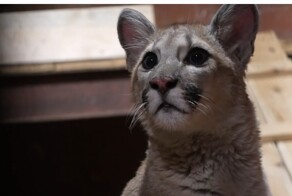 Маленькая пума нашла приют в доме Деда Мороза