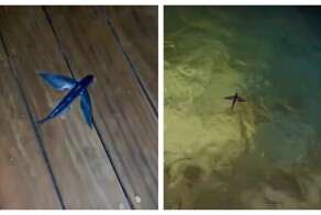 Неудачное спасение летучей рыбы попало на видео