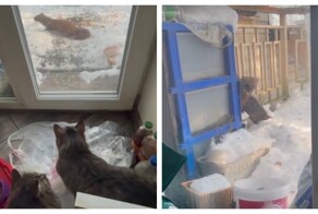 Реакция кошек на куницу за стеклом