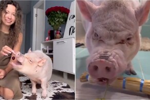 Парень сумел приручить агрессивного мини-пига своей девушки