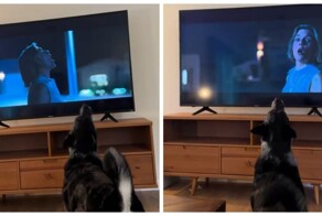 Собака воет вместе с героиней сериала