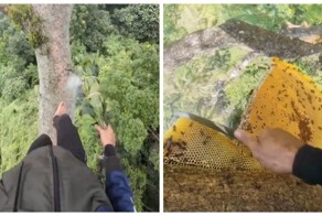 Сбор мёда диких пчёл