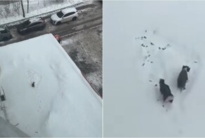 Жительница Подмосковья выгуливала собак на козырьке магазина