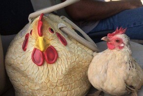 24 примера милоты, дарящей позитив и чистое тихое счастье