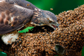 Орёл-осоед: эта птица крошит ульи каждый день