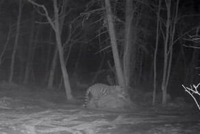 Тигр остался недоволен своим ночлегом