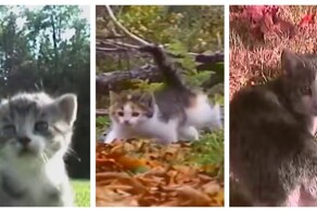 Атмосферные видео с кошками в стиле ретро