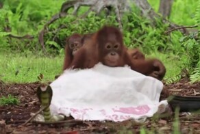 Сотрудник реабилитационного центра учит детенышей орангутанов бояться змей