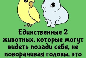 А вдруг ты не знал…