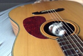 25 животных, не рассчитавших траекторию и открывших закон подлости