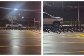 Не стоит ссориться с воронами