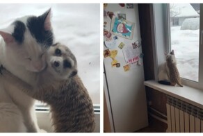 Лучшие друзья