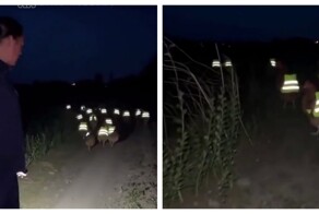 В Китае фермер сшил для куриц светоотражающие жилеты