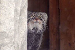 «Доставка на дом»: Манулу Тимофею подарили коробку с перепелкой