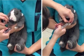 Кролик дрожит от страха во время стрижки когтей