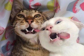 25 обаятельных симпатяг, селфи которых явно лучше наших