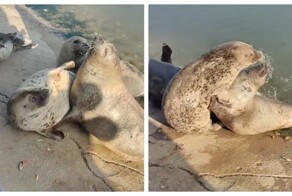 Драка двух тюленей