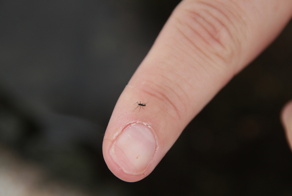 Антарктический комар: единственное насекомое Южного полюса