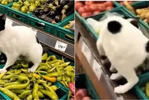 В овощном отделе магазина кошка справила нужду прямо на перцы