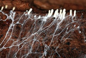 Подземный "интернет" растений
