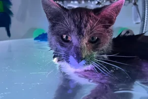 20 снимков, на которых котики отжигают по полной