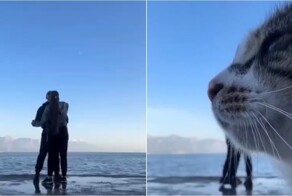 Бродячий кот добавил юмора в романтическое видео пары