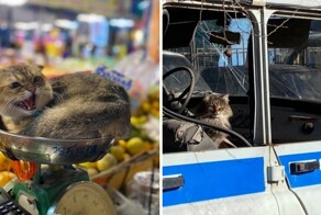 17 фото, которые доказывают, что коты способны проникнуть куда угодно