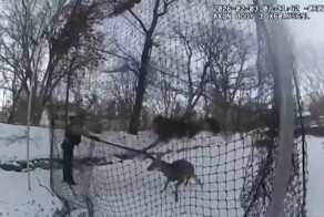 Борьба за свободу: олень запутался в сетке на спортивной площадке