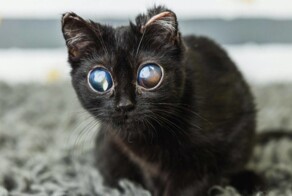 Взгляд на миллион: котенок с внешностью пришельца победил жуткую болезнь