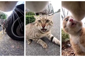 Хозяева дворов