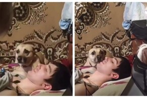 Типичный домашний кот