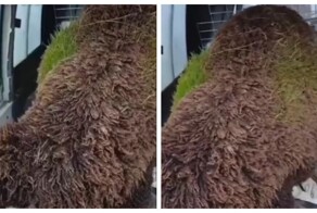 На шерсти овцы выросла трава