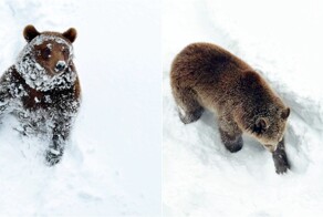 Медведи в подмосковном зоопарке устроили зимние раскопки