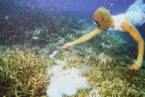 Цианидная рыбалка: самый бесчеловечный способ рыбной ловли